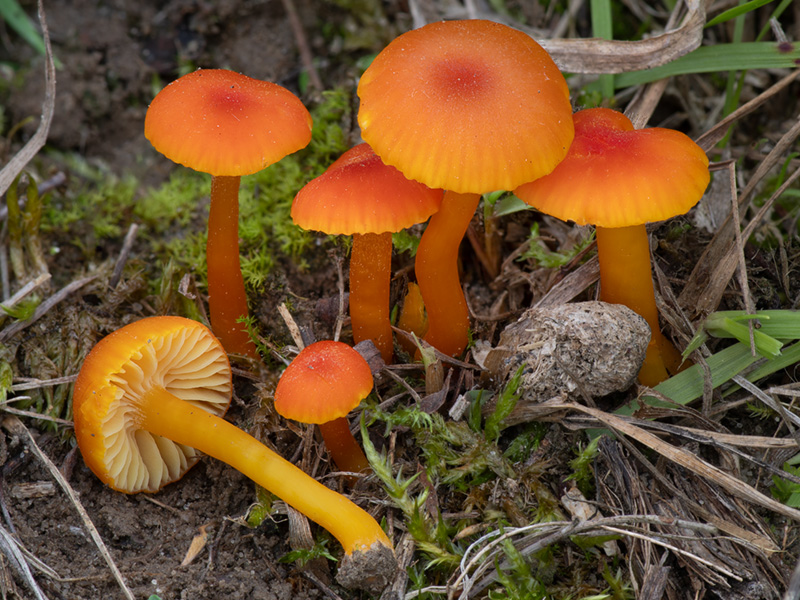 Hygrocybe calciphila
